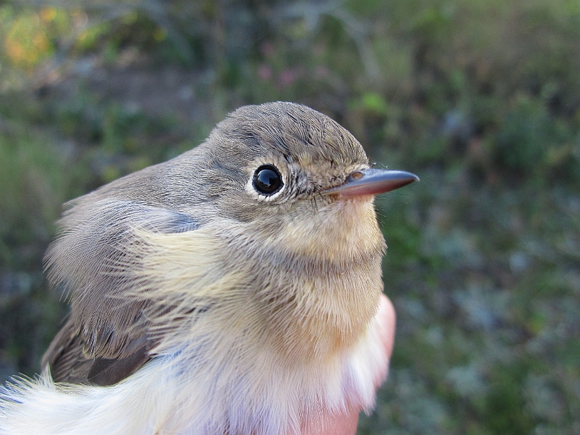 Red-breasted flycatcher, Sundre 20120829